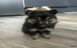 Pomeranian dogs for sale: Sydney - Image 2