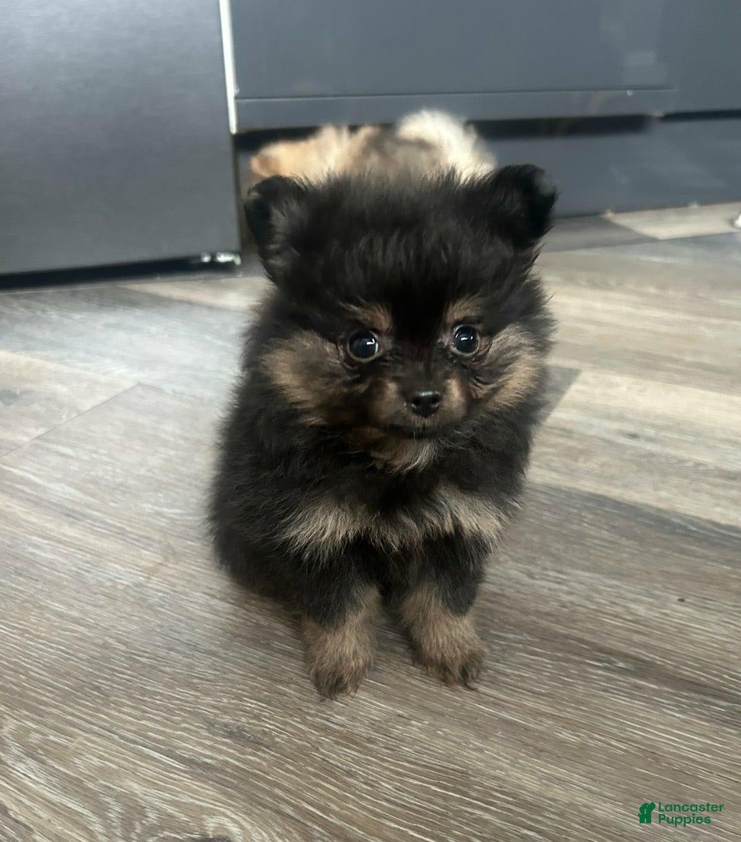 Pomeranian dogs for sale: Sydney - Image 2