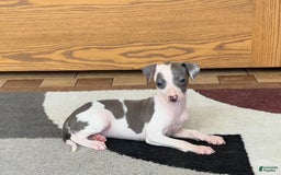 Italian Greyhound dogs for sale: Tina - Image 17