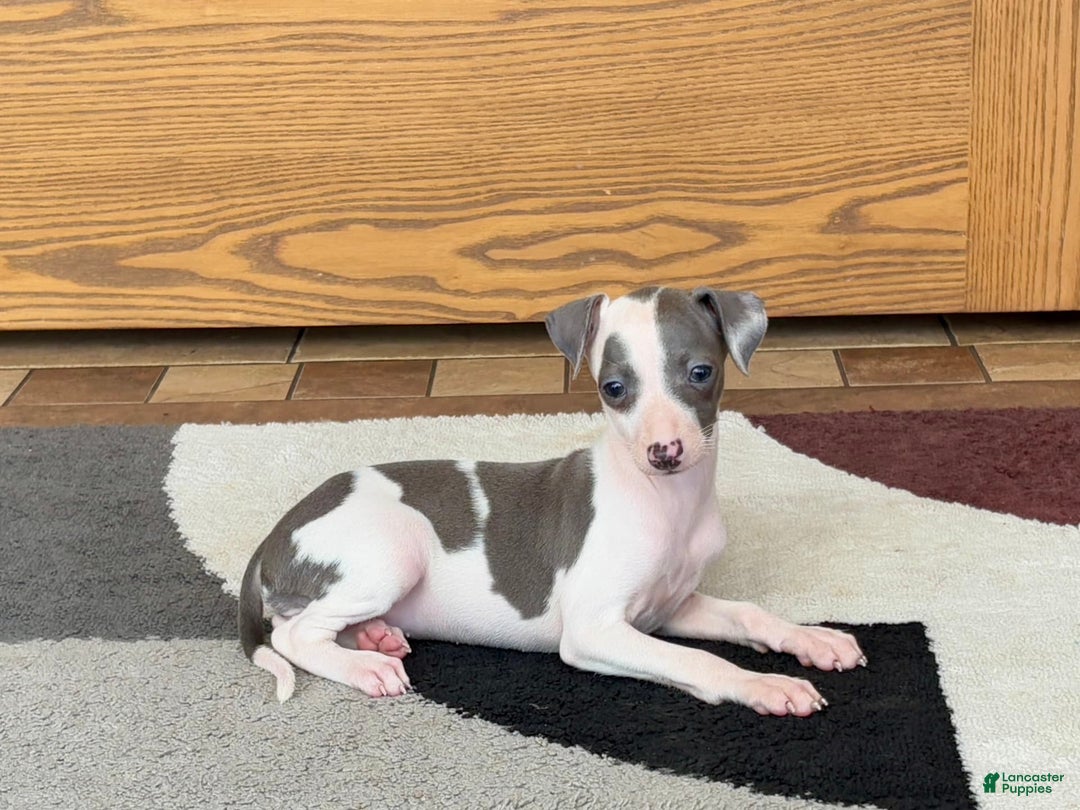 Italian Greyhound dogs for sale: Tina - Image 17