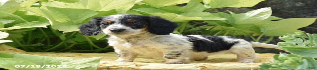 Cookie