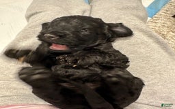 Mini Goldendoodle dogs for sale: Males Litter 2 - Image 18