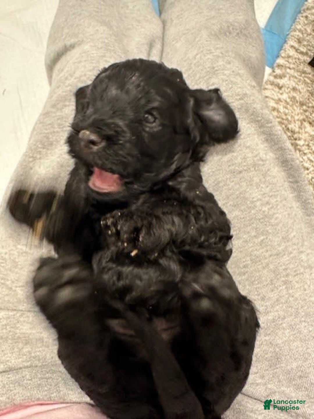 Mini Goldendoodle dogs for sale: Males Litter 2 - Image 18