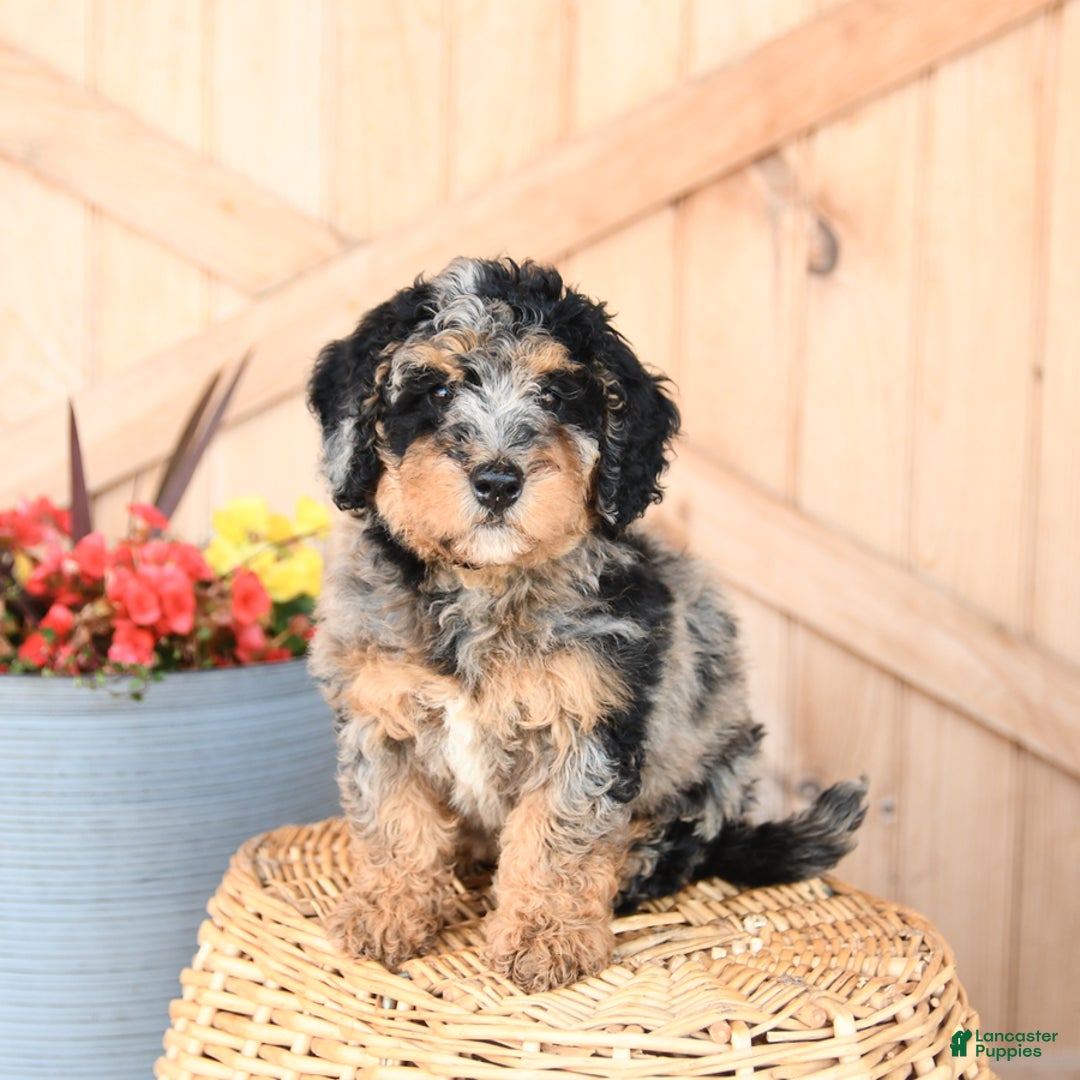Mini Bernedoodle dogs for sale: Buttercup - Image 3