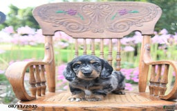 Miniature Dachshund dogs for sale: Trevor - Image 4