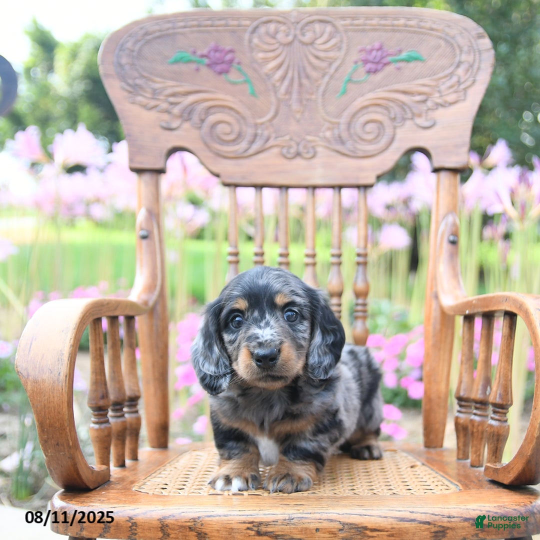 Miniature Dachshund dogs for sale: Trevor - Image 4