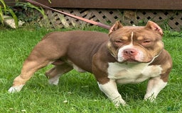 American Bully dogs for sale: louie - Image 5