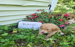 Goldendoodle dogs for sale: Kaye - Image 2