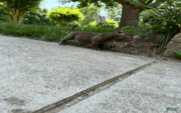 American Bully dogs for sale: Havoc - Image 4