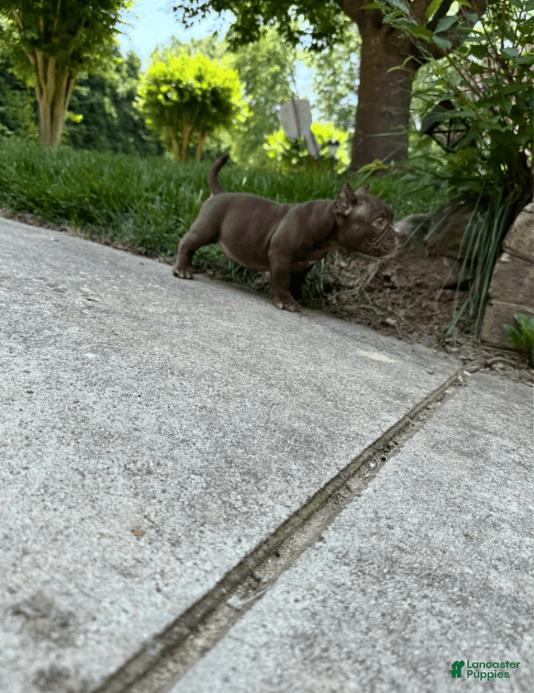 American Bully dogs for sale: Havoc - Image 4