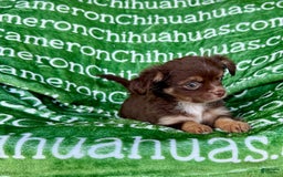 Chihuahua dogs for sale: Theodore Chocolate Lc - Image 30