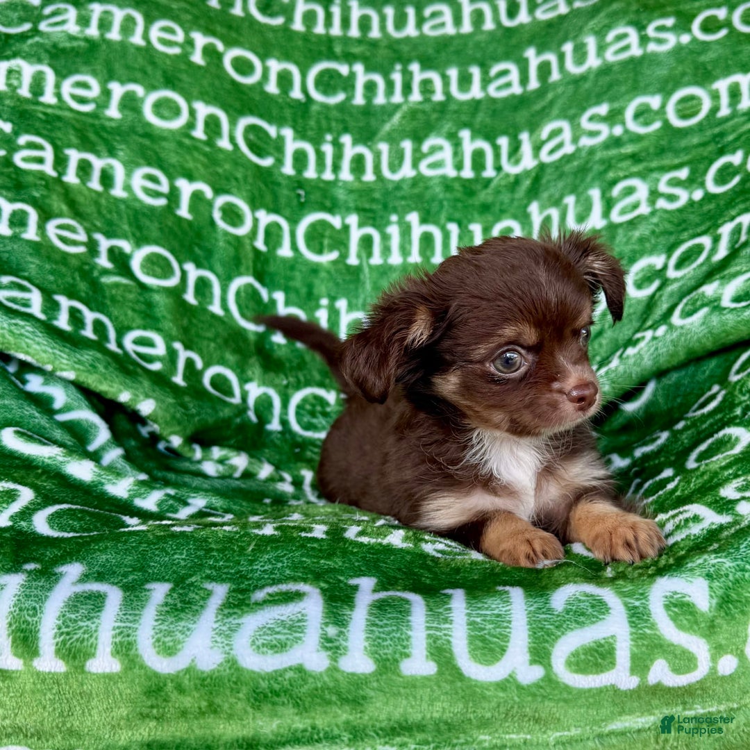 Chihuahua dogs for sale: Theodore Chocolate Lc - Image 30