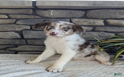 Australian Shepherd dogs for sale: Skye - Image 2