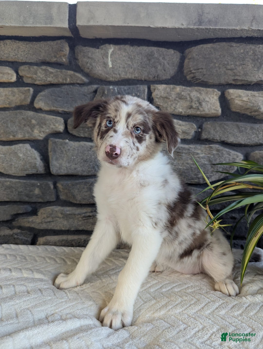 Australian Shepherd dogs for sale: Skye - Image 2