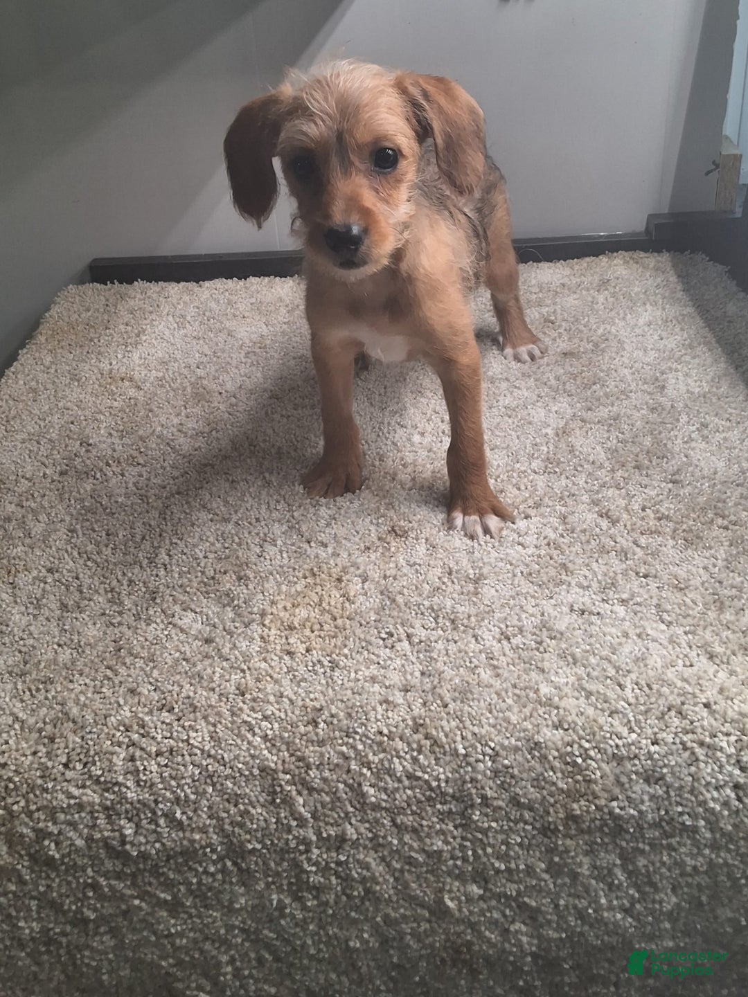Jackapoo dogs for sale: Sandy - Image 2