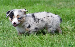 Australian Shepherd dogs for sale: Milo - Image 9