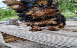 Yorkshire Terrier dogs for sale: Shep - Image 2