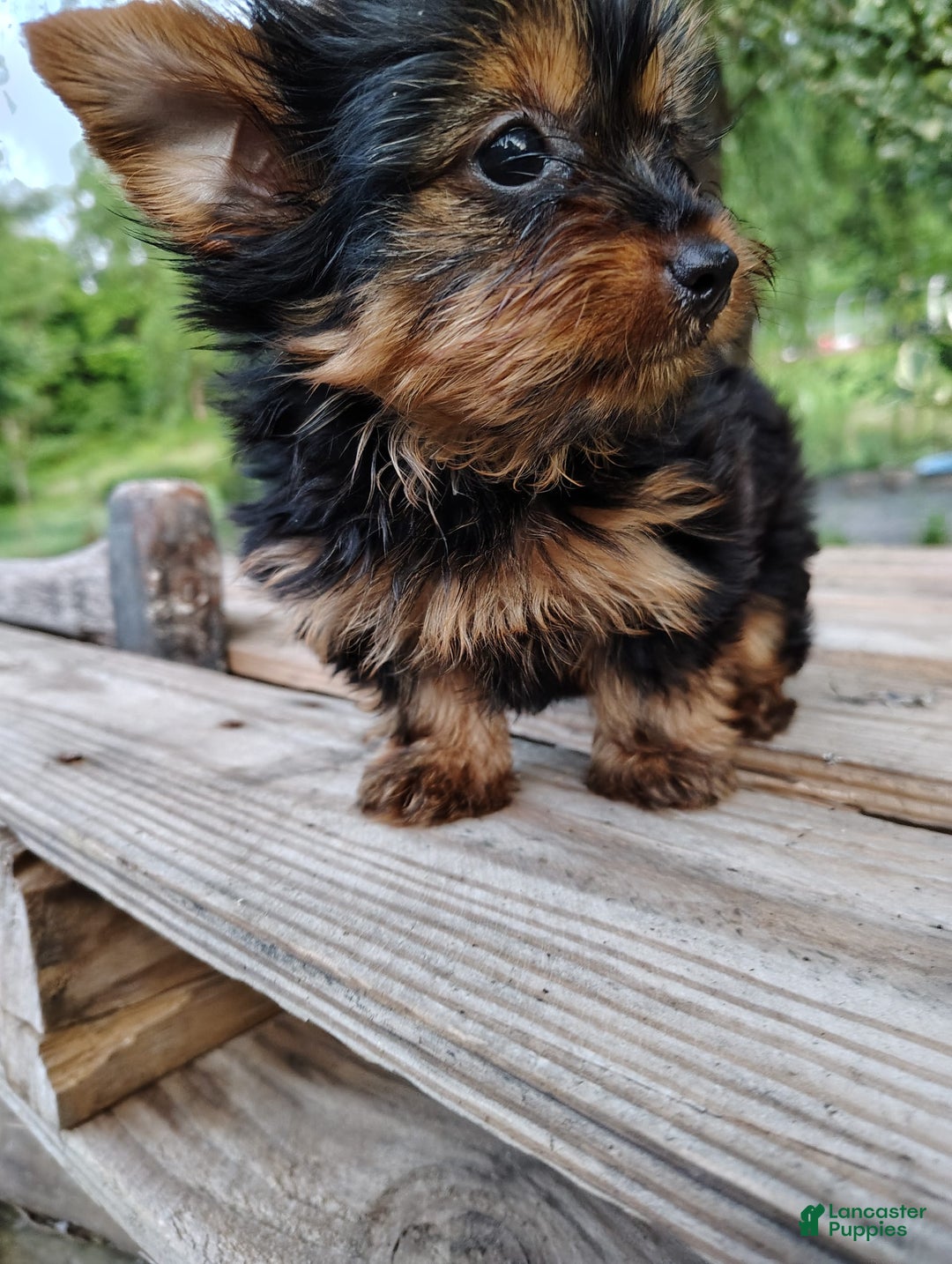 Yorkshire Terrier dogs for sale: Shep - Image 2
