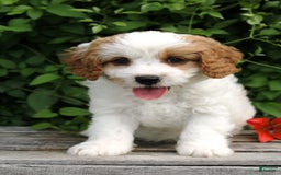 Cavapoo dogs for sale: Lenny - Image 1