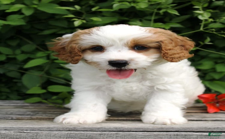Cavapoo dogs for sale - Ad 2
