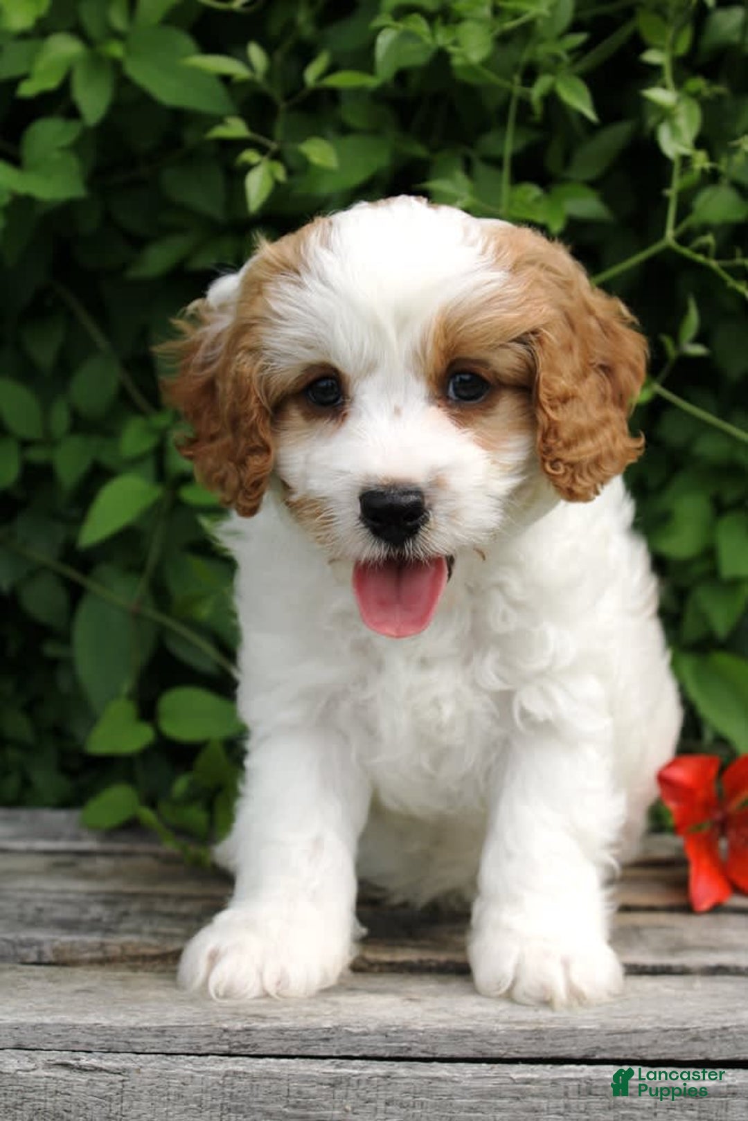 Cavapoo dogs for sale: Lenny - Image 1