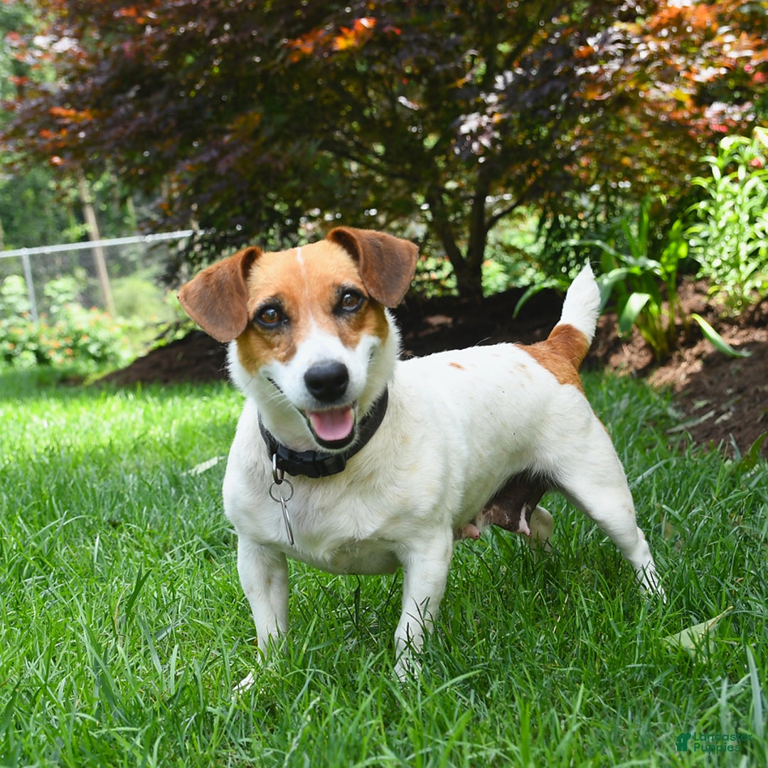 Jack Russell Terrier dogs for sale: Kaylee - Image 1