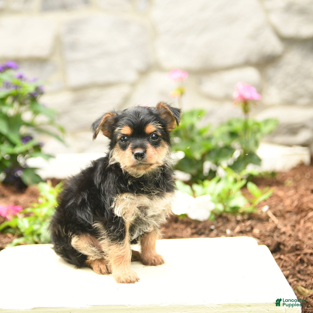 Yorkshire Terrier dogs for sale: Rose - Image 9