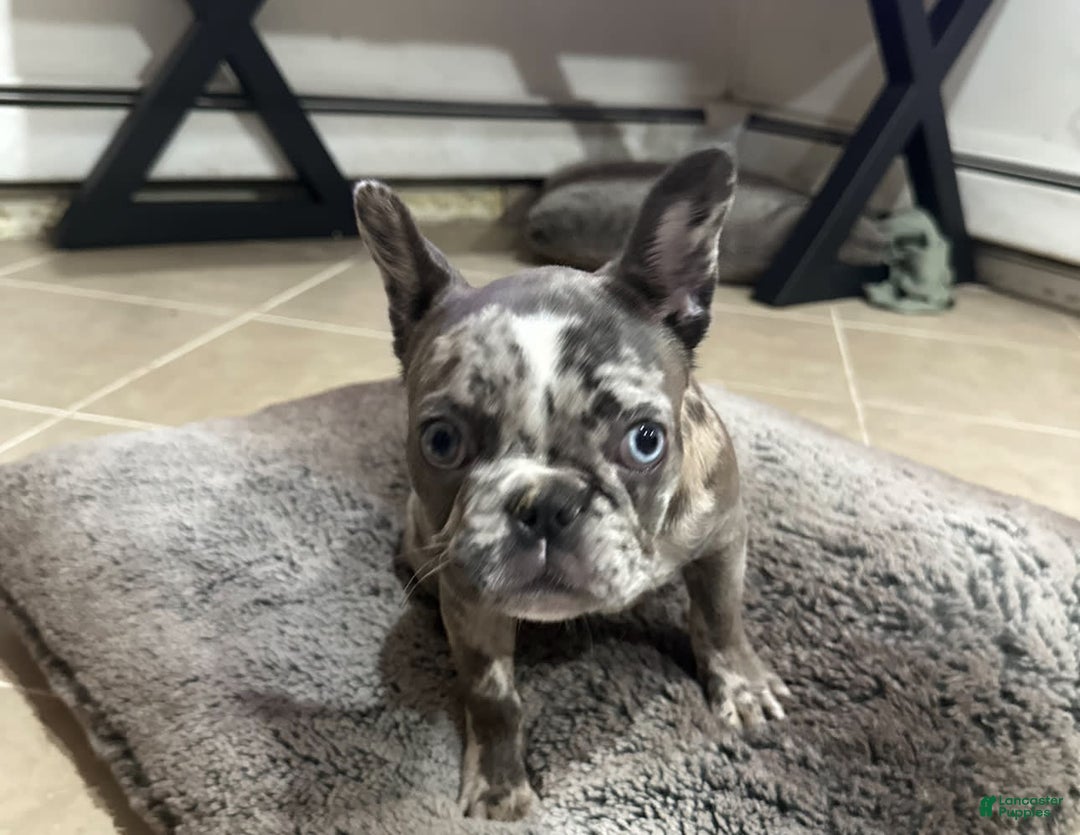 French Bulldog dogs for sale: Mila - Image 2