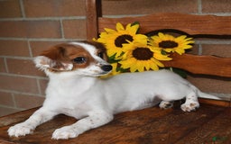 Havanese dogs for sale: Bessy - Image 12