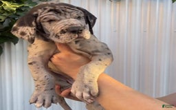 Great Dane dogs for sale: ATLAS - Image 1