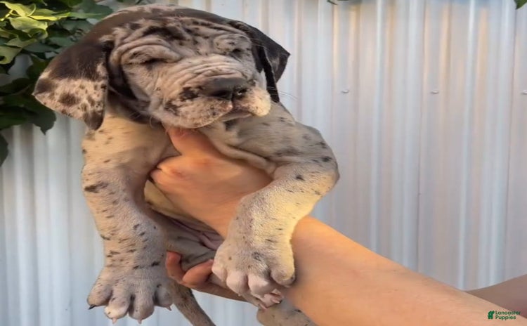 Great Dane dogs for sale - Ad 2