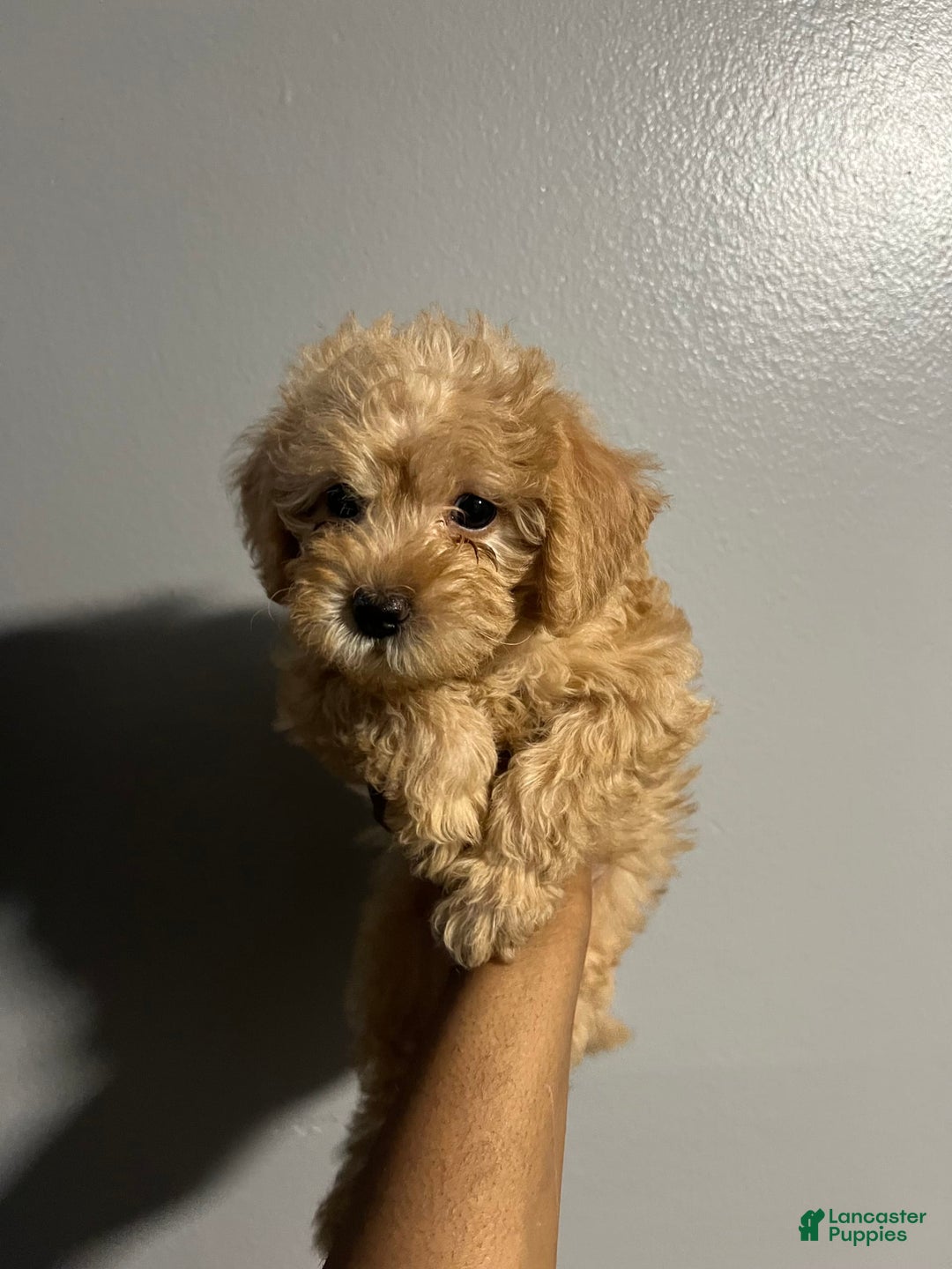 Cavapoo dogs for sale: Charlie - Image 7