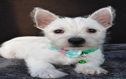 West Highland Terrier dogs for sale: Omar - Image 2