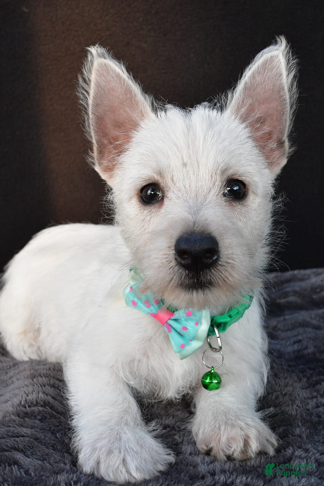 West Highland Terrier dogs for sale: Omar - Image 2