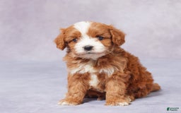 Cavapoo dogs for sale: Hugh - Image 4