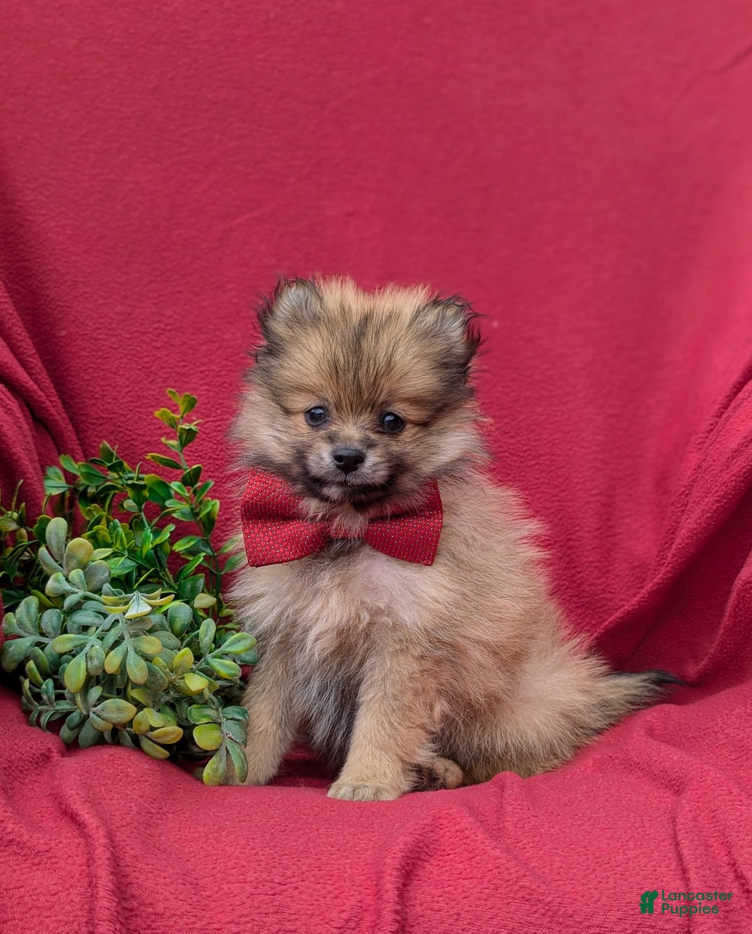 Pomeranian dogs for sale: Killian Genetic Testing - Image 4