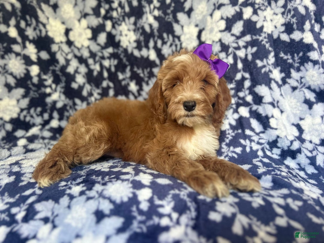 Cockapoo dogs for sale: Missy - Image 7
