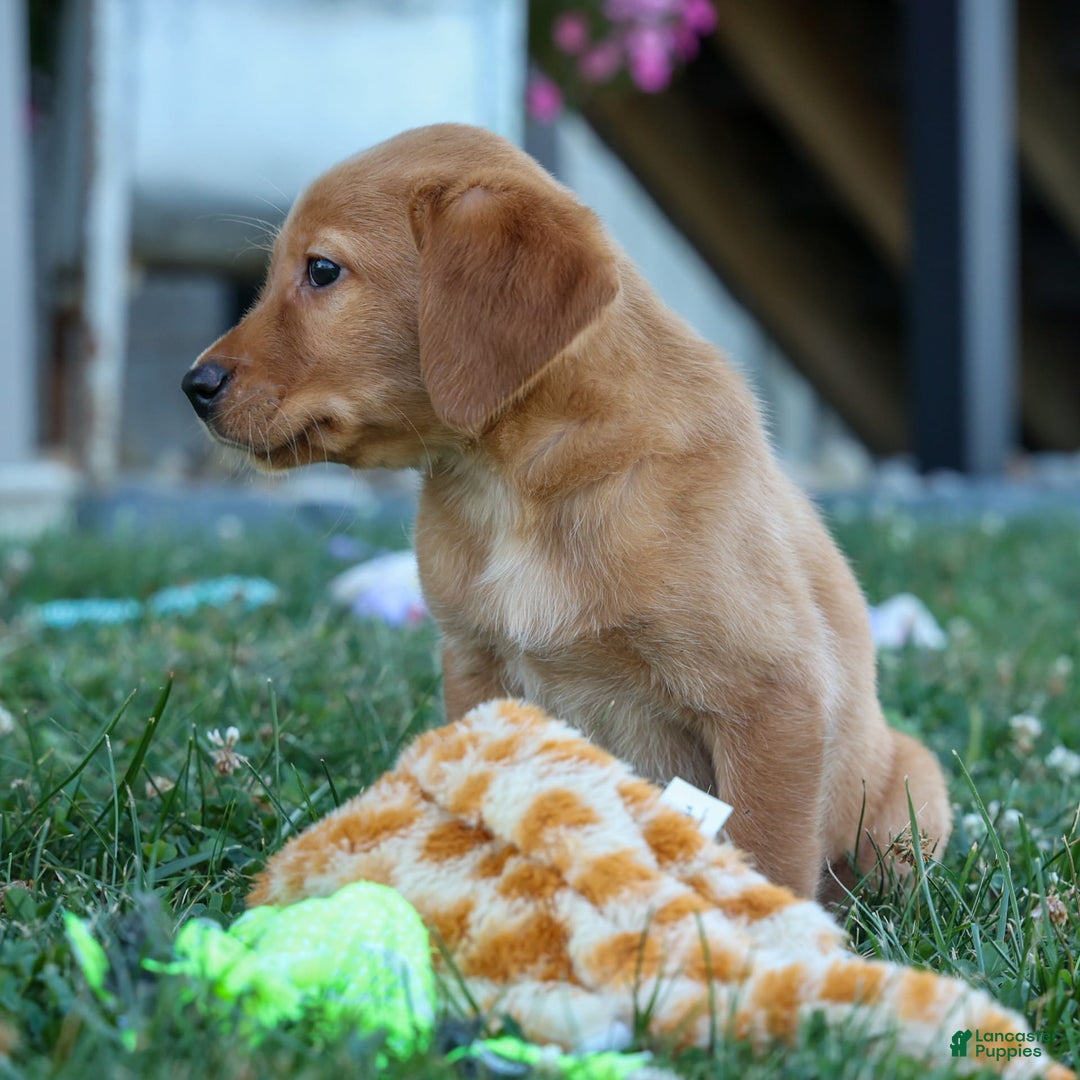 Labrador Retriever dogs for sale: Red Fox Geo - Image 12