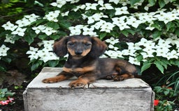 Miniature Dachshund dogs for sale: Ruby - Image 2