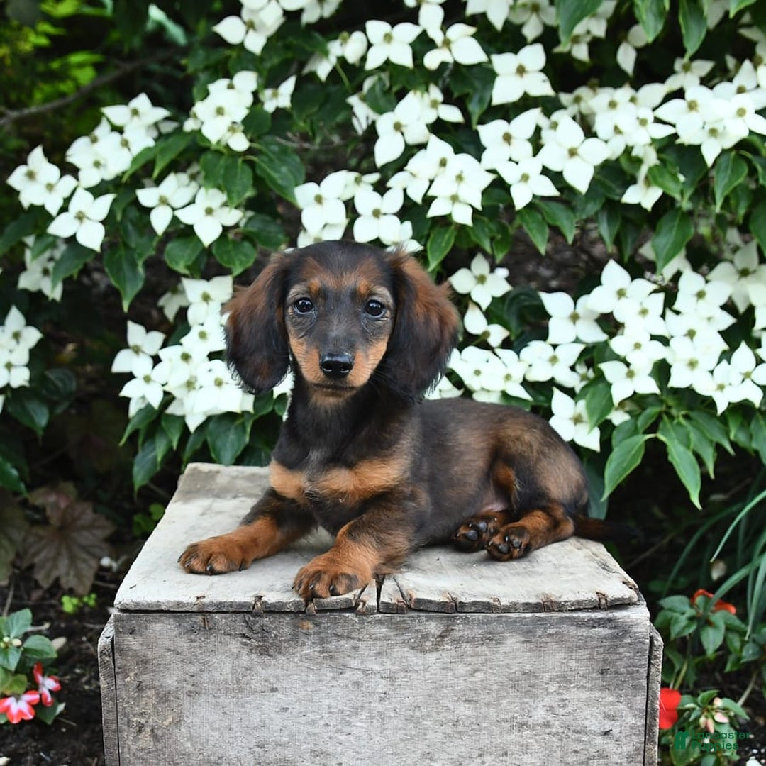 Miniature Dachshund dogs for sale: Ruby - Image 2