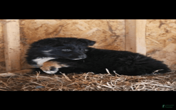 Miniature Australian Shepherd dogs for sale: Baxter - Image 1