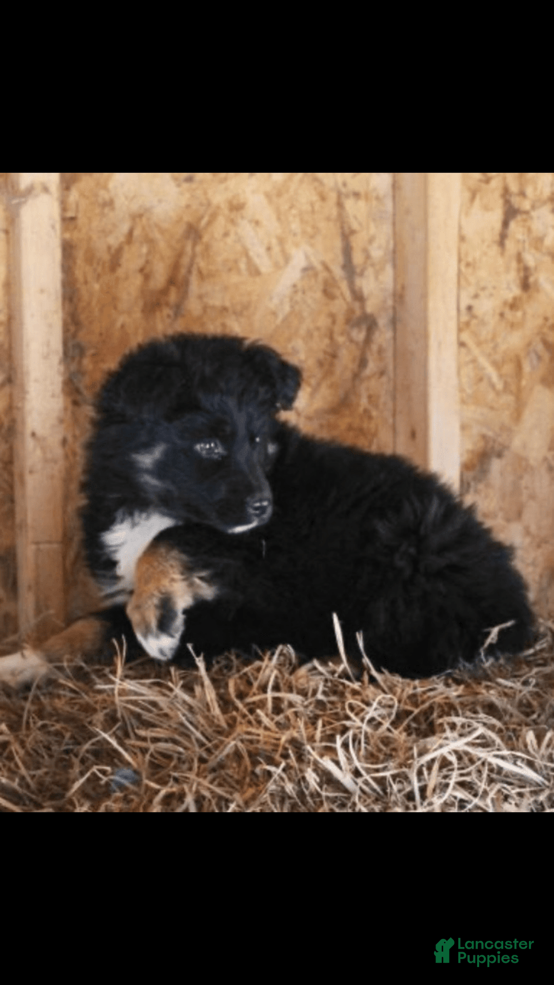 Miniature Australian Shepherd dogs for sale: Baxter - Image 1