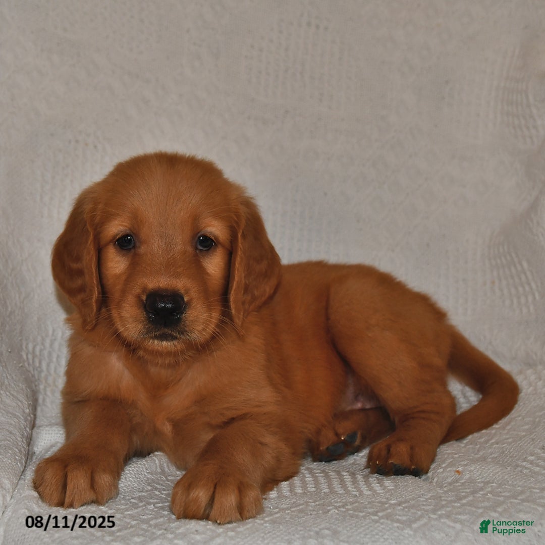 Golden Retriever dogs for sale: Daisy - Image 5
