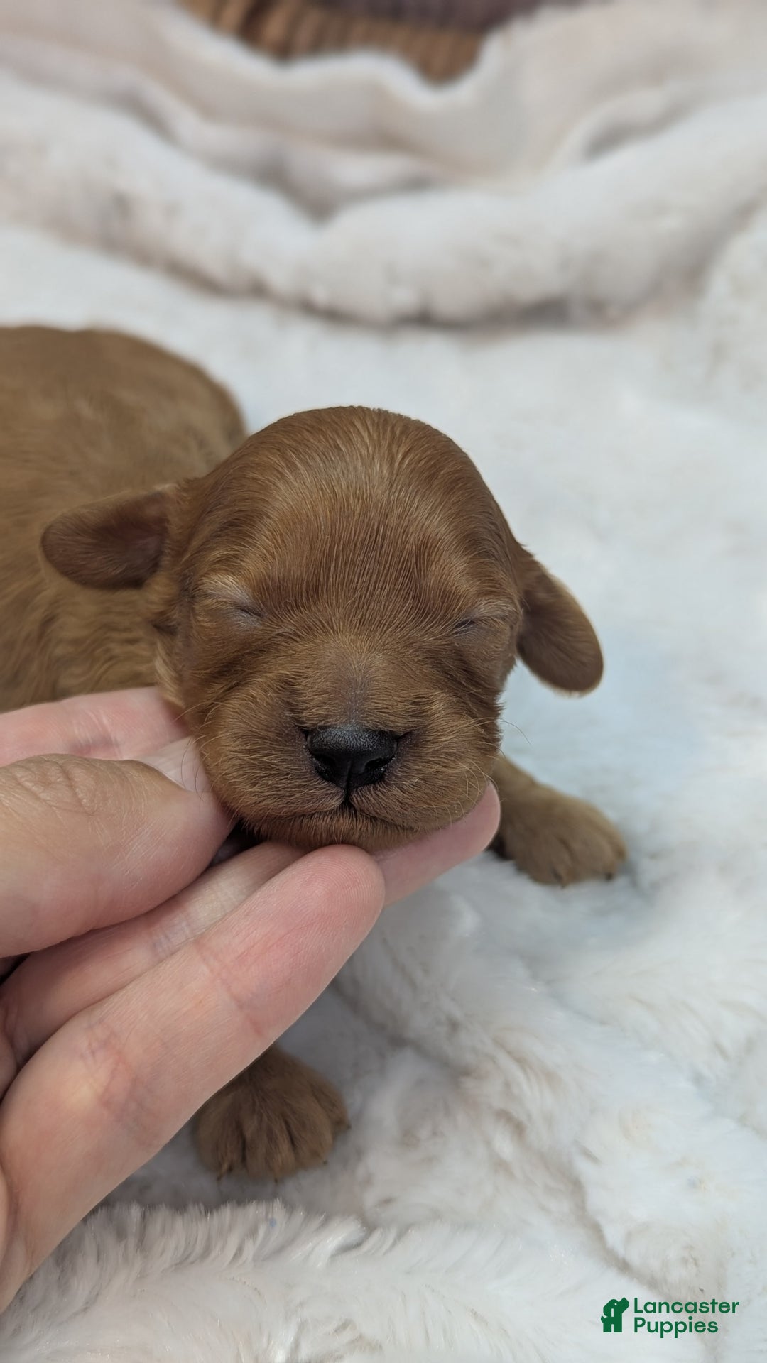 Cavapoo dogs for sale: Hera - Image 14