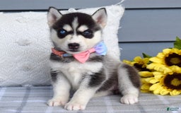 Siberian Husky dogs for sale: Cassandra - Image 1