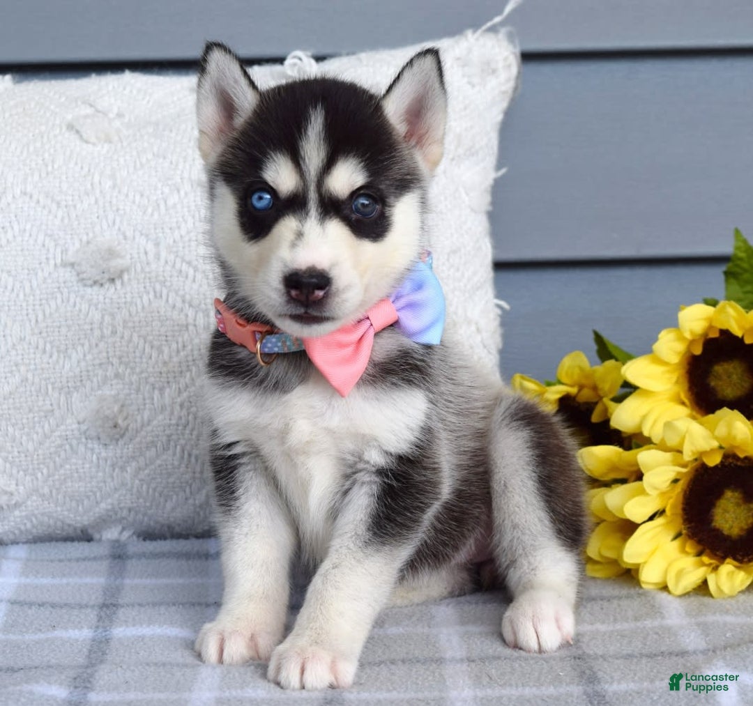 Siberian Husky dogs for sale: Cassandra - Image 1