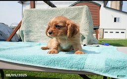 Cavalier King Charles Spaniel dogs for sale: Gus - Image 3