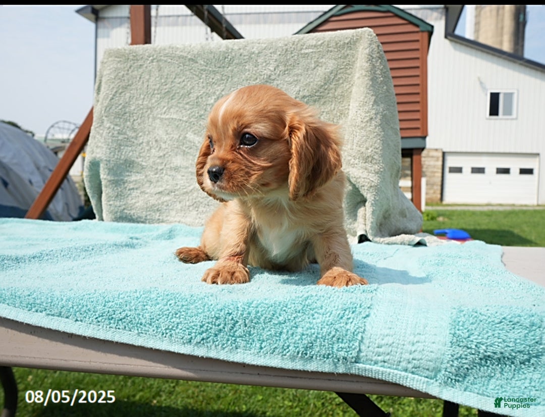 Cavalier King Charles Spaniel dogs for sale: Gus - Image 3