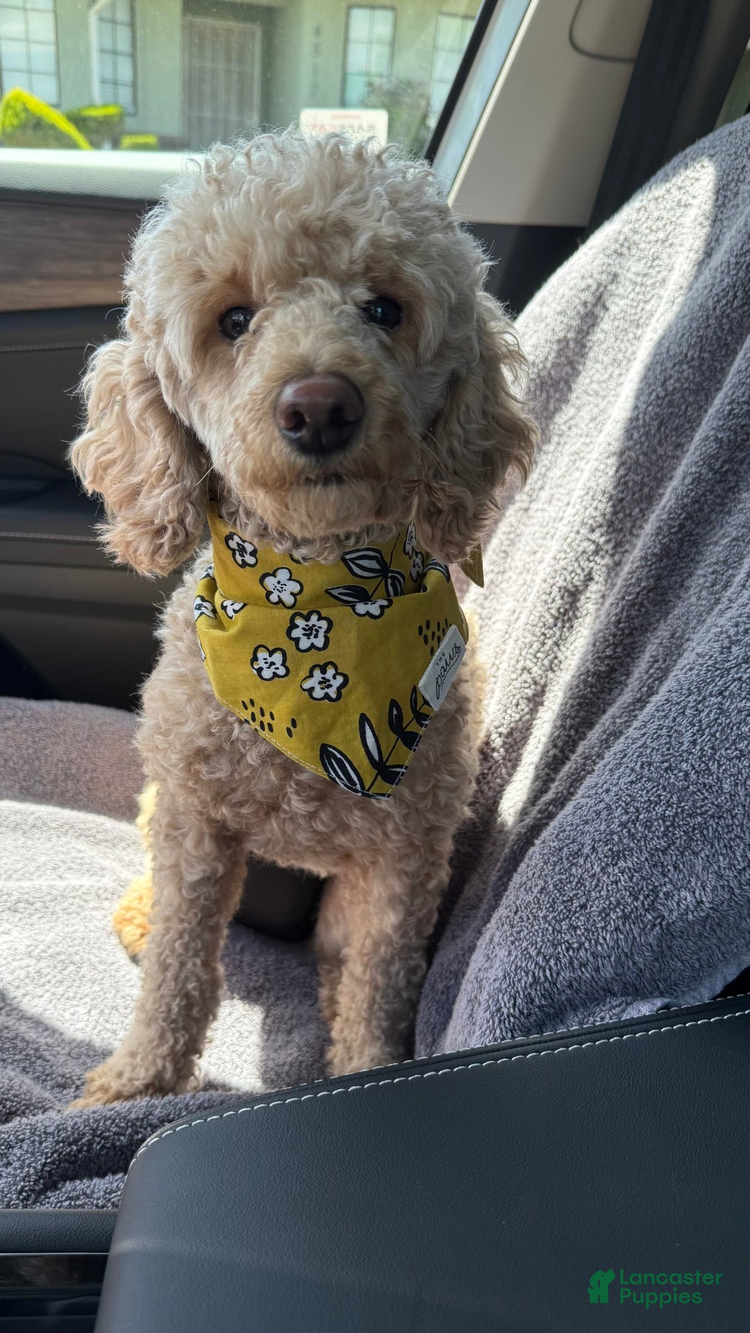 Miniature Poodle dogs for sale: Velma - Image 7