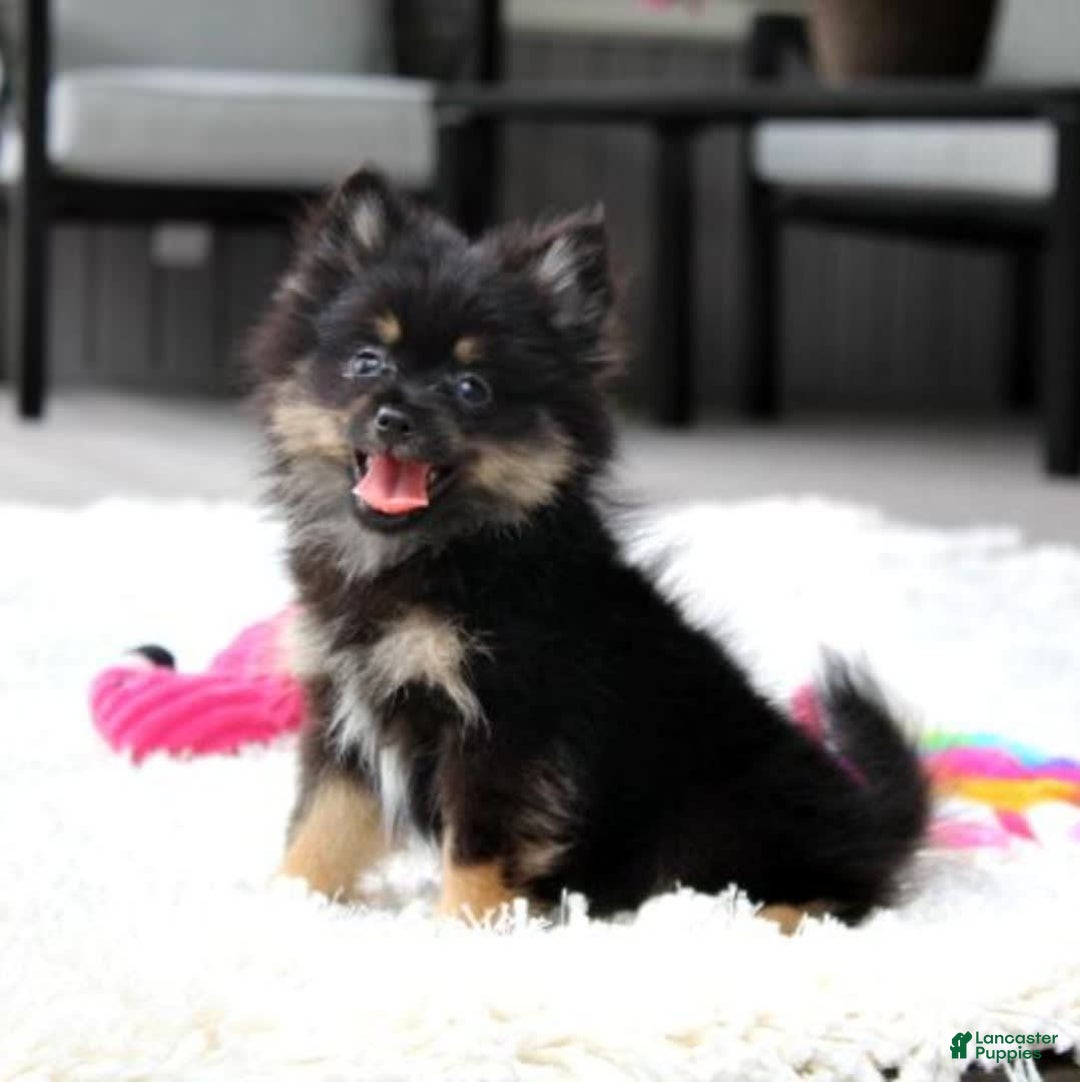 Pomeranian dogs for sale: Lola - Image 5